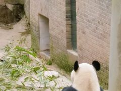 -都江堰中华大熊猫苑