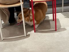 -姜胖胖无限自助烤肉(凯德天府店)
