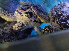 -烟台海昌鲸鲨海洋公园