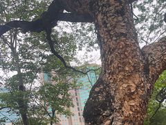 -九龙公园