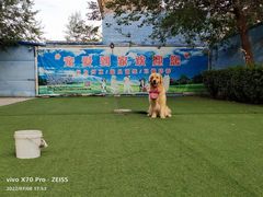 -宠物寄养训练学校