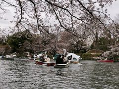 -井之头恩赐公园
