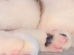 -共舞时光猫咖·狗咖(新街口店)