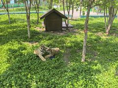 -横道河子东北虎林园
