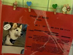 -Husky Go! 哈士奇体验馆·宠物咖啡厅狗咖