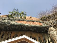 -东方熊牧场