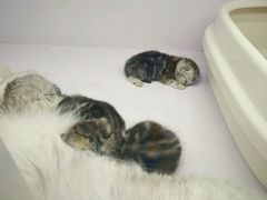 -喵的天空名猫咖啡馆·撸猫·猫舍·用品