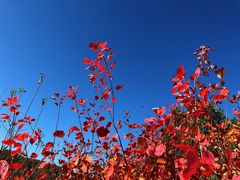 -北京西山国家森林公园