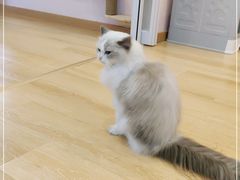 -猫咪派对(江南西店)