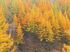 -苏木山森林公园