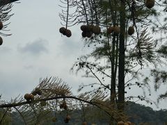 -千年银杏谷文化旅游区