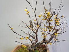 -无锡梅园公园