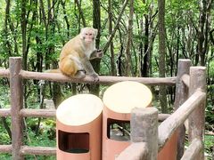 -内乡宝天曼生态旅游区