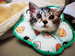 -宠颐生宠物医院·心肾内科·猫专科诊疗中心宠巢店