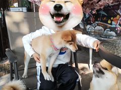 -柴犬高等学院·狗咖·柴犬售卖·宠物训练