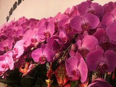 -双季花艺园艺市场(浦东店)