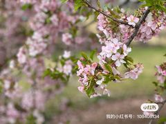-上海辰山植物园