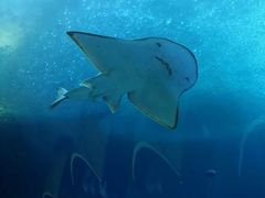 -珠海长隆海洋王国