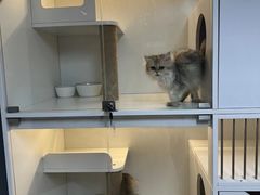 -十月米努特矮脚猫舍
