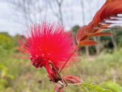 -天适樱花悠乐园