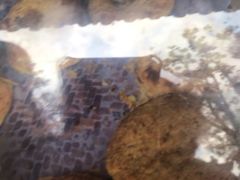 -杨顺宝喜洲粑粑