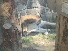 -青藏高原野生动物园