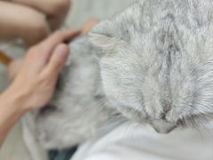 -喵的天空名猫咖啡馆·撸猫·猫舍·用品