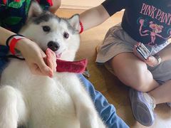 -Husky Go! 哈士奇体验馆·宠物咖啡厅狗咖
