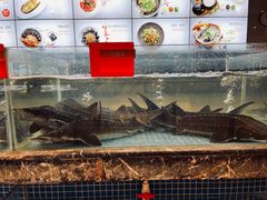 水产区-饭怕鱼·黄焖鲟龙鱼(湖大店)