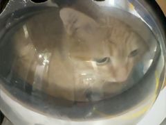-半岛宠物医院24小时(白果林店)