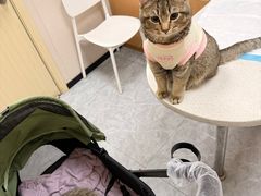 -安安宠医·臻爱宠物医院·宠保定点(营门口路分院)