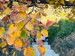 -北京西山国家森林公园