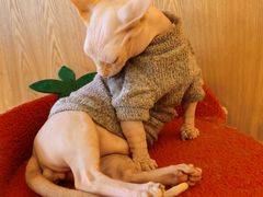 -猫腻·猫咖·撸猫馆(星光大道店)