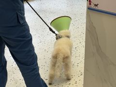 -瑞派康怡24h宠物医院·犬猫医疗中心·微创绝育(瑞景分院)