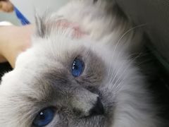 -喵的天空名猫咖啡馆·撸猫·猫舍·用品