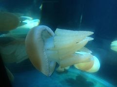 -悉尼海洋生物水族馆
