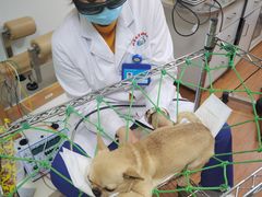 -北京观赏动物医院·24小时大型综合·猫专科·异宠专科