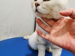 -袖虎·猫馆(体育西路店)