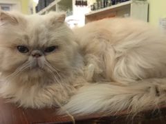 -猫色咖啡·猫咖