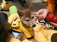 -逗柴咖啡屋·狗咖猫咖宠物桌游