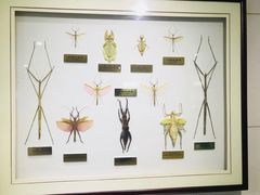 -上海昆虫博物馆