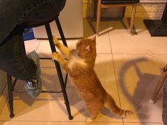 -平行世界·猫咖(首经贸店)