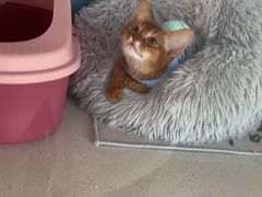 -糯米喵星人总部直营旗舰店·猫舍·幼猫出售