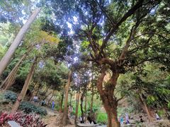 -火炉山森林公园