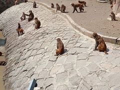 -哈尔滨北方森林动物园