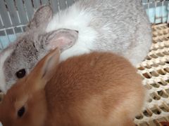 -楼上猫咖(罗湖店)