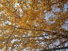 iphone_upload_pic-三里屯东五街银杏大道
