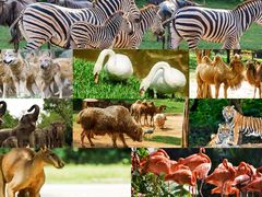 -广州长隆野生动物世界