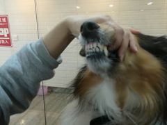 -PETKIT小佩宠物(古北店)