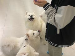 -安格丽娜·狗咖·猫咖羊驼咖(春熙路百盛商场店)
